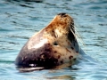 Spotted Seal