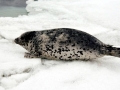 Spotted Seal