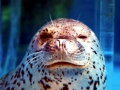 Spotted Seal