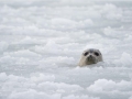 Spotted Seal