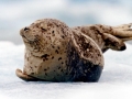 Spotted Seal