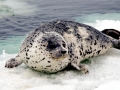 Spotted Seal
