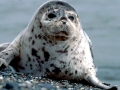 Spotted Seal