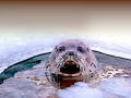 Spotted Seal