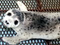Spotted Seal