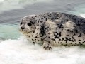 Spotted Seal