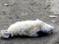 Spotted Seal