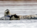 Spotted Seal