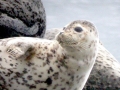Spotted Seal