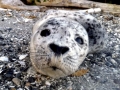 Spotted Seal