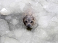 Spotted Seal