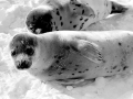 Spotted Seal