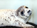 Spotted Seal
