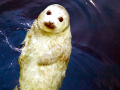 Spotted Seal