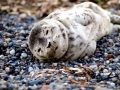 Spotted Seal