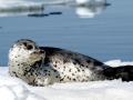 Spotted Seal