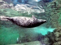 Spotted Seal
