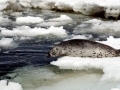 Spotted Seal