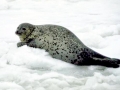 Spotted Seal