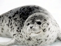 Spotted Seal