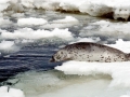 Spotted Seal