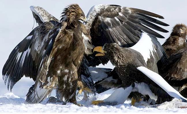 Steller's Sea Eagle