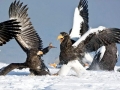 Steller's Sea Eagle