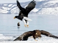 Steller's Sea Eagle