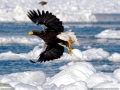 Steller's Sea Eagle