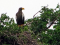 Steller's Sea Eagle