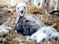 Steller's Sea Eagle