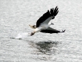 Steller's Sea Eagle
