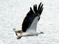 Steller's Sea Eagle