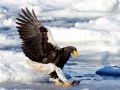 Steller's Sea Eagle