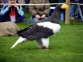 Steller's Sea Eagle