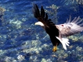 Steller's Sea Eagle