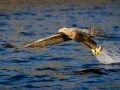 Steller's Sea Eagle