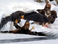 Steller's Sea Eagle