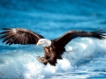 Steller's Sea Eagle