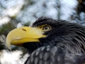 Steller's Sea Eagle