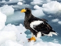 Steller's Sea Eagle
