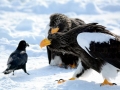 Steller's Sea Eagle