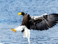 Steller's Sea Eagle