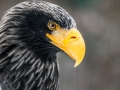 Steller's Sea Eagle