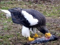 Steller's Sea Eagle