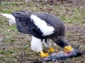 Steller's Sea Eagle
