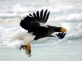 Steller's Sea Eagle