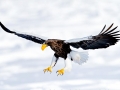 Steller's Sea Eagle