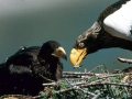 Steller's Sea Eagle