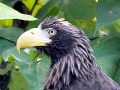 Steller's Sea Eagle